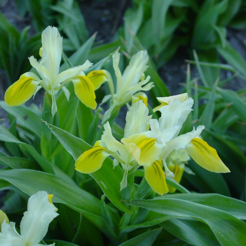 Iris bucharica Iris bucharica