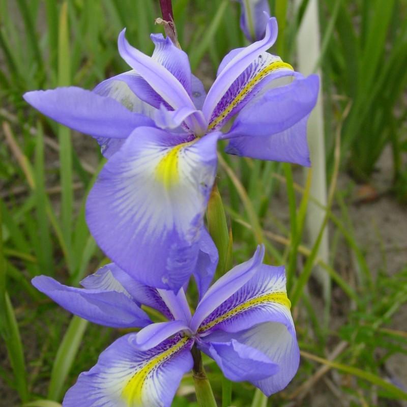 Iris cycloglossa