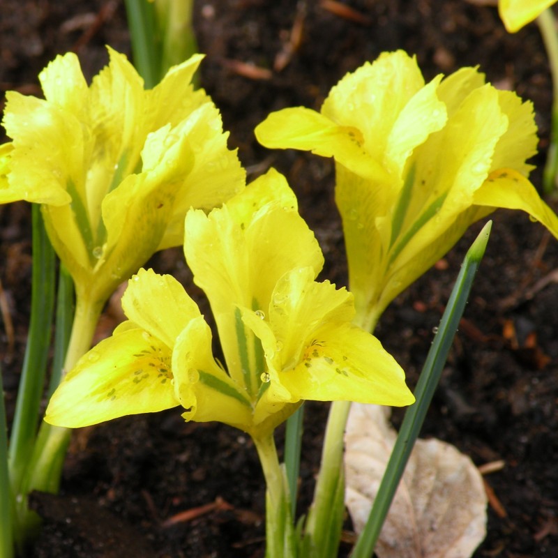 Iris danfordiae