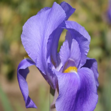 Iris hoogiana