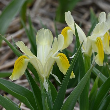 Iris pseudocapnoides
