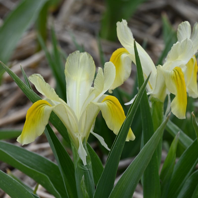 Iris pseudocapnoides