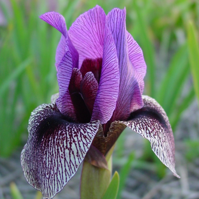 Iris Regelio-cyclus groep 'Dardanus'
