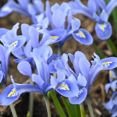 Iris reticulata 'Alida'