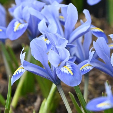 Iris reticulata 'Alida'