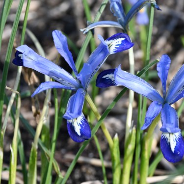 Iris reticulata 'Clairette'
