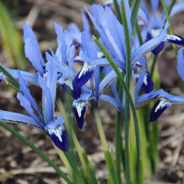 Iris reticulata 'Clairette'