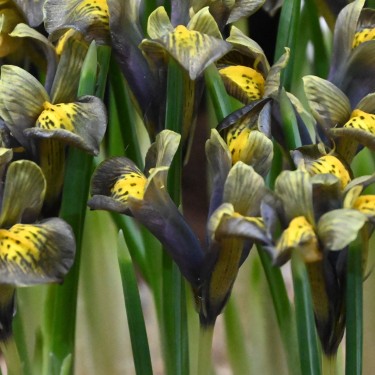 Iris reticulata 'Down to Earth'