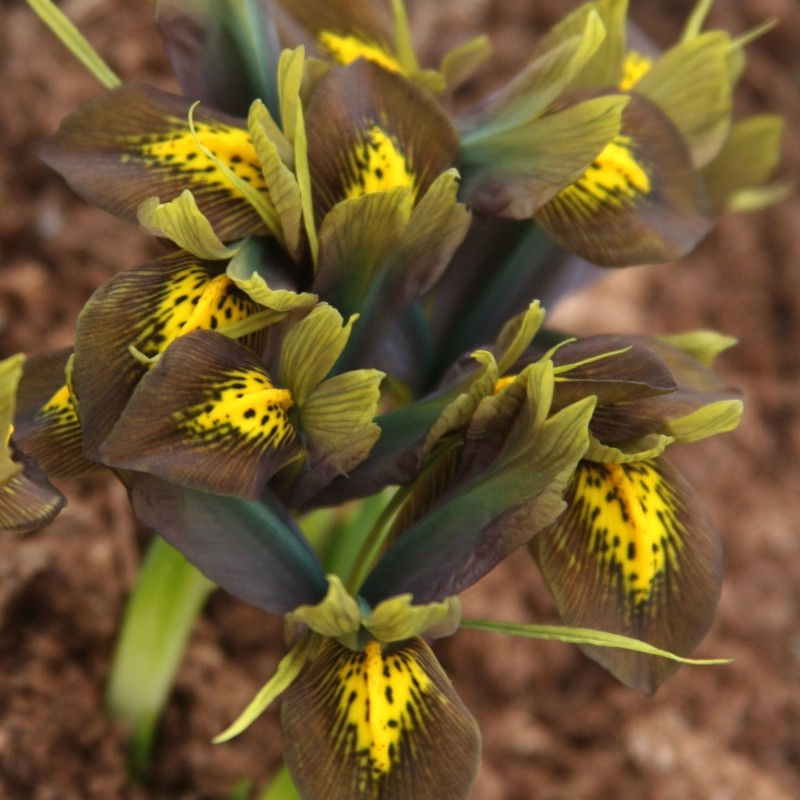 Iris reticulata 'Down to Earth'