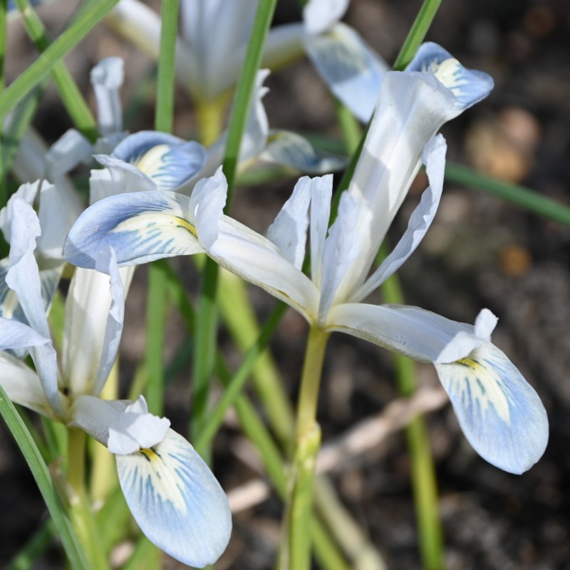 Iris reticulata 'Frozen Planet'