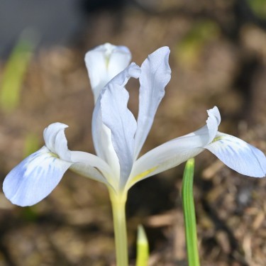 Iris reticulata 'Frozen Planet'