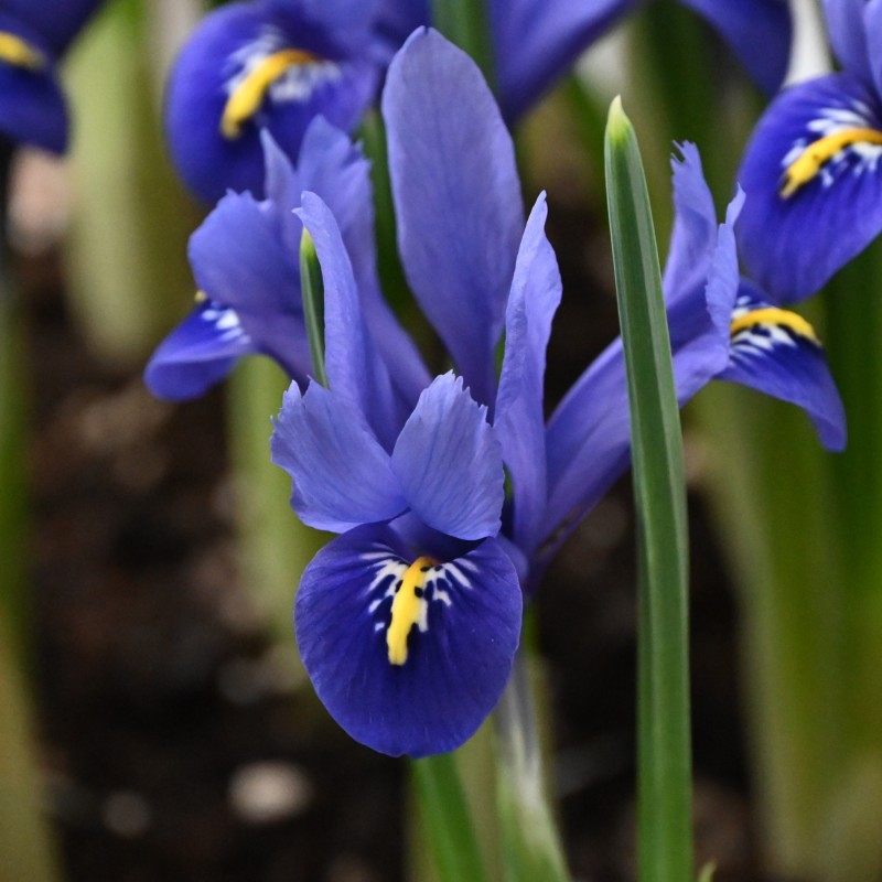 Iris reticulata 'Harmony'