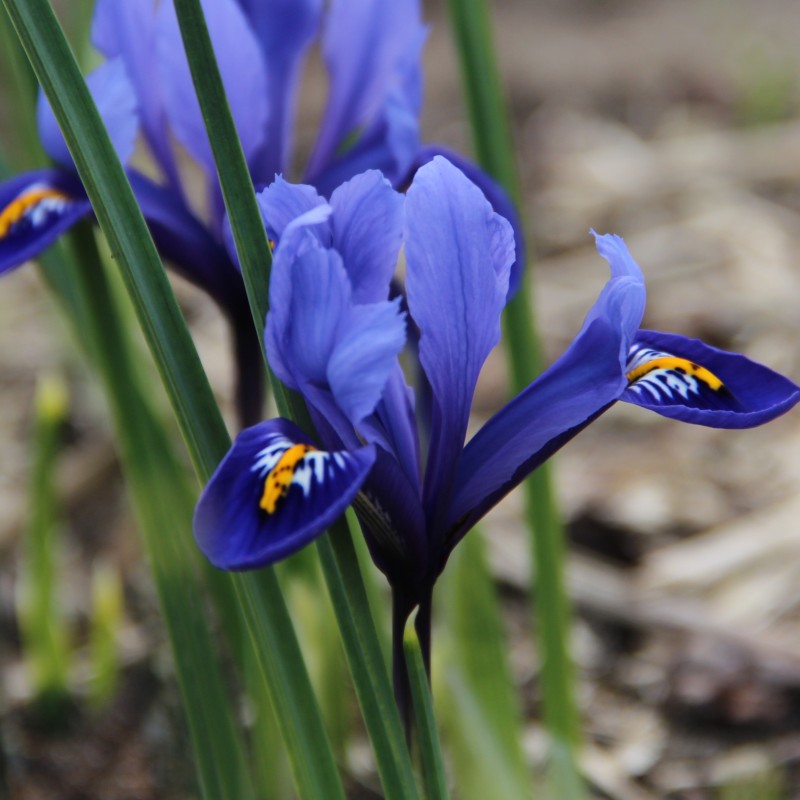 Iris reticulata 'Harmony'