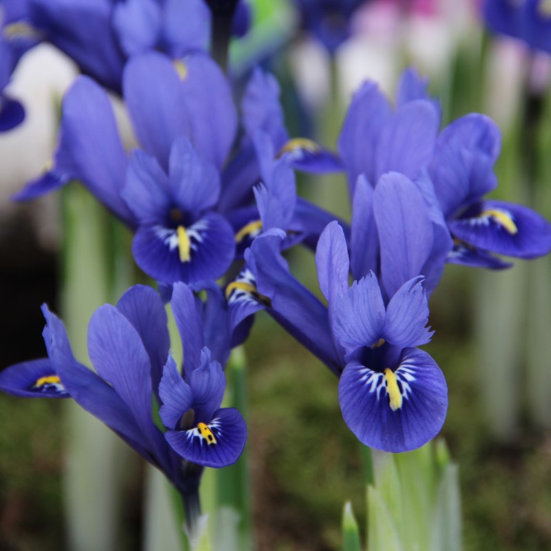 Iris reticulata 'Harmony'