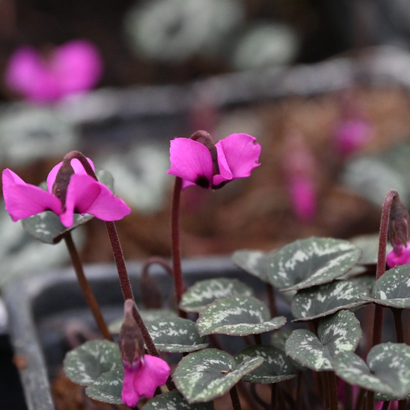Cyclamen alpinum Cyclamen alpinum