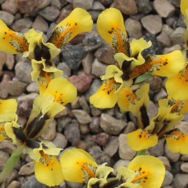Iris reticulata 'Orange Glow'