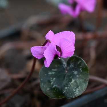 Cyclamen alpinum Cyclamen alpinum