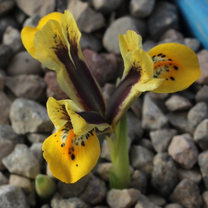 Iris reticulata 'Orange Glow'