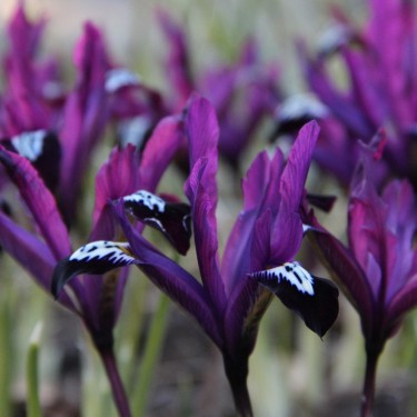Iris reticulata 'Pauline'