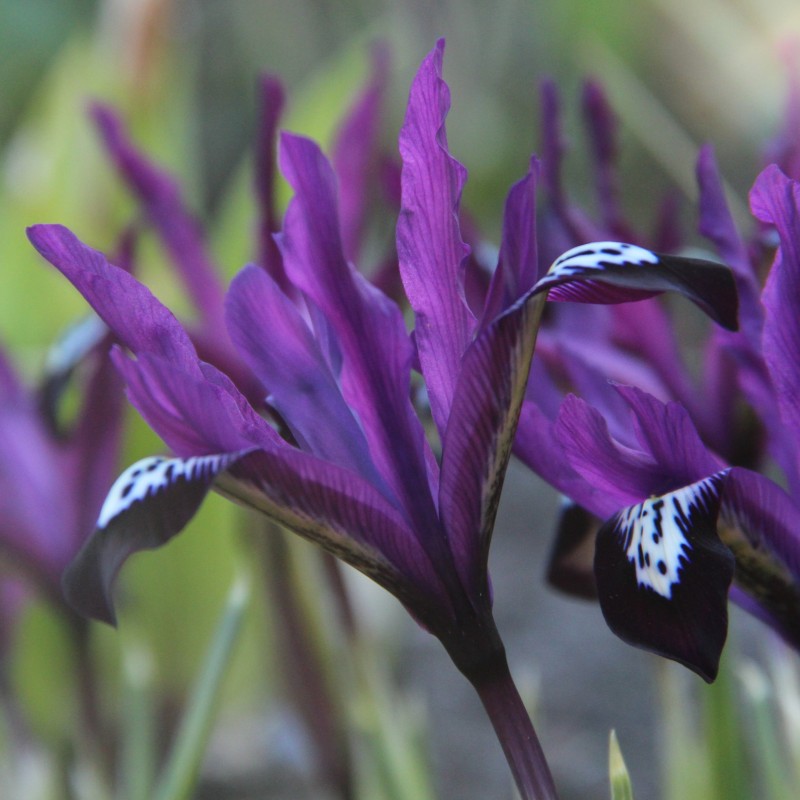 Iris reticulata 'Pauline'