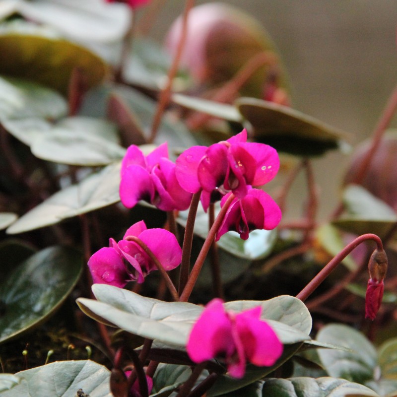 Cyclamen coum 'Meaden's Crimson'