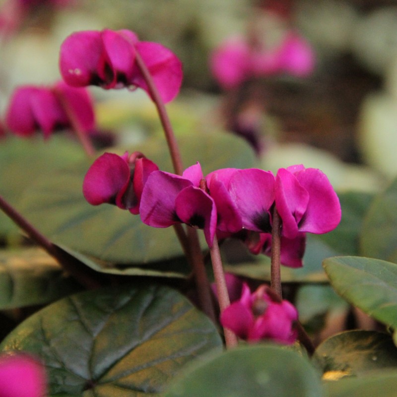 Cyclamen coum 'Meaden's Crimson'
