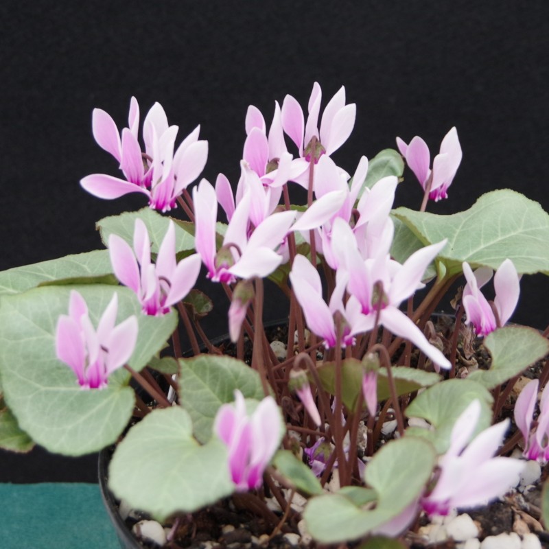 Cyclamen graecum 'Glyfada'