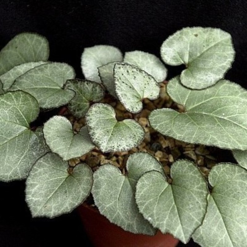 Cyclamen graecum 'Glyfada'