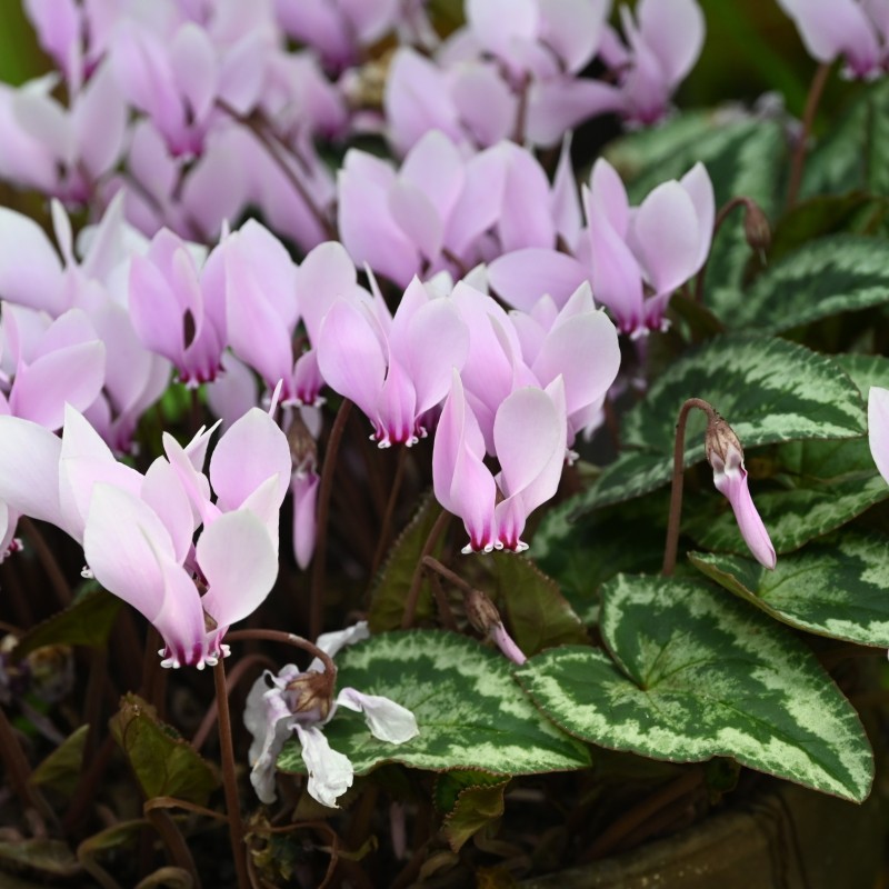 Cyclamen hederifolium -Leaf type 3 Pink-