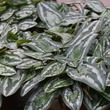Cyclamen hederifolium -Leaf type 3 Pink-