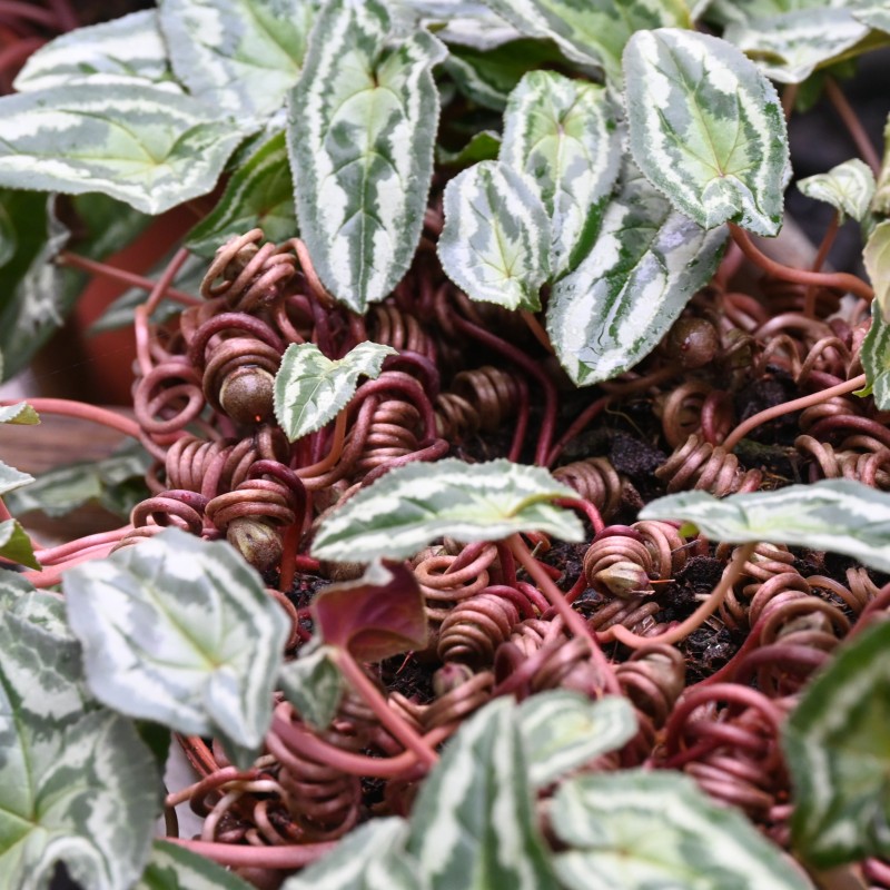 Cyclamen hederifolium -Leaf type 3 Pink-