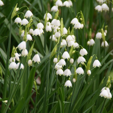 Leucojum aestivum