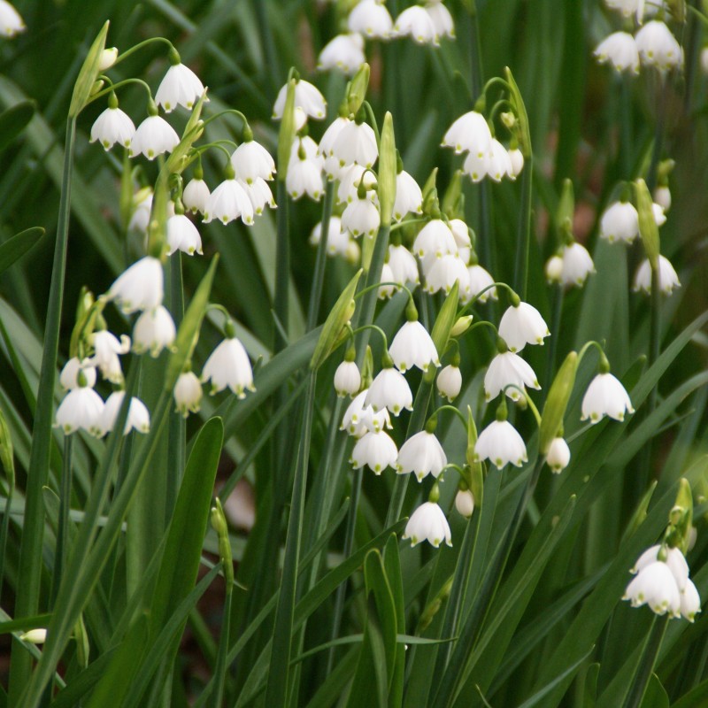 Leucojum aestivum