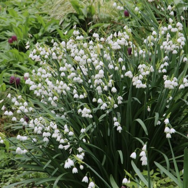 Leucojum aestivum