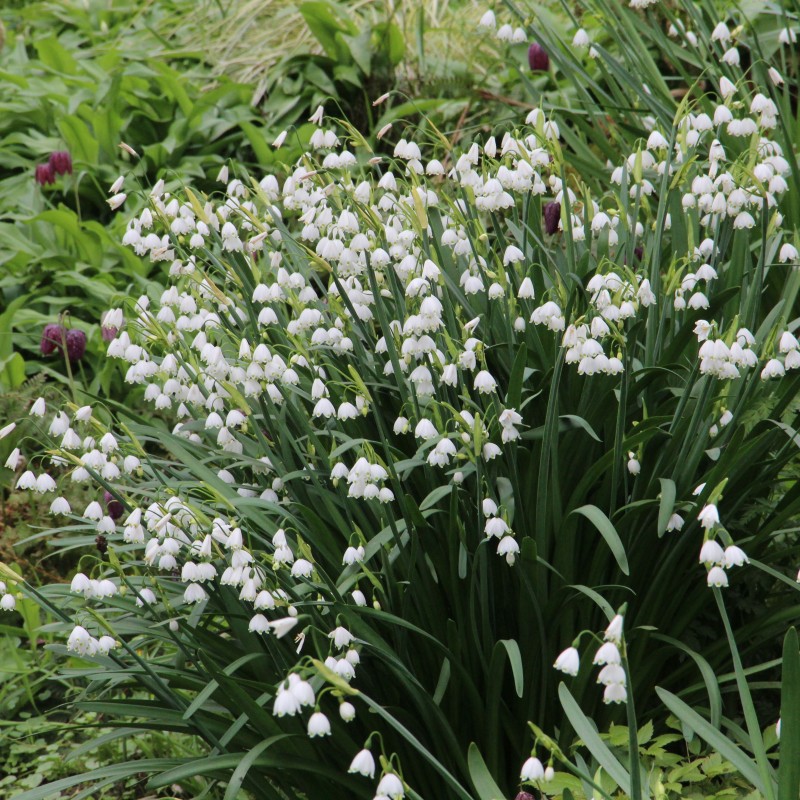 Leucojum aestivum