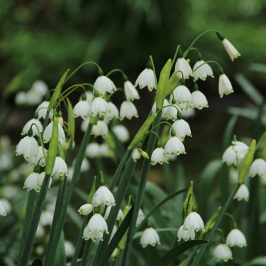 Leucojum aestivum