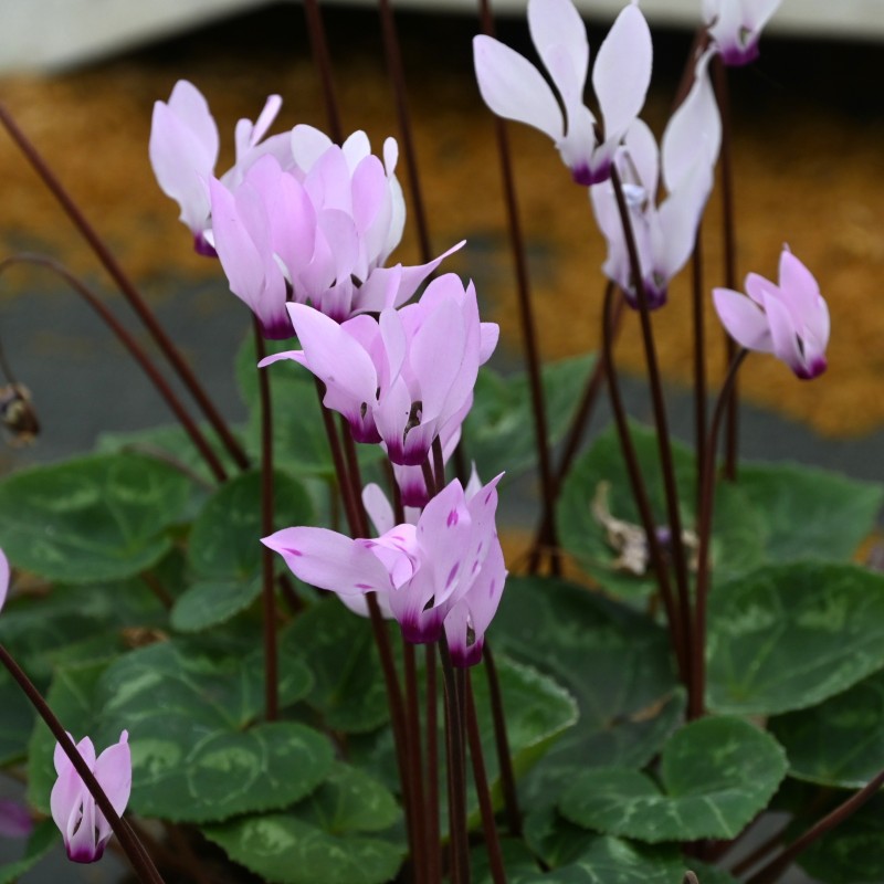 Cyclamen persicum subsp. persicum 