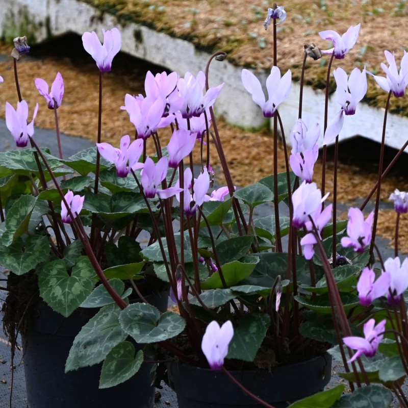Cyclamen persicum subsp. persicum 