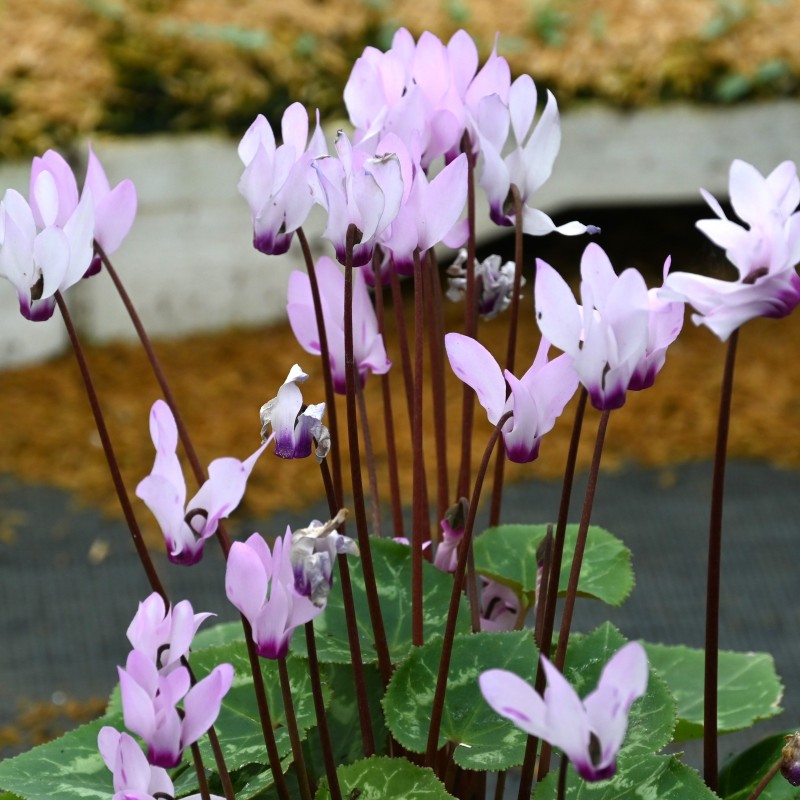 Cyclamen persicum subsp. persicum 