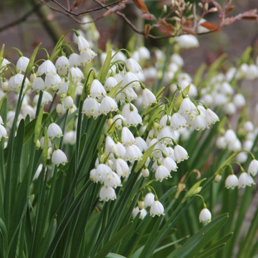 Leucojum aestivum 'Gravetye Giant'