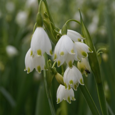 Leucojum aestivum 'Gravetye Giant'