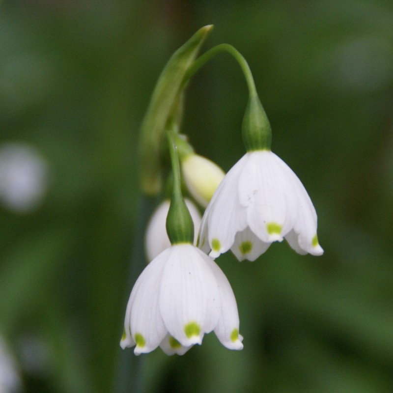 Leucojum aestivum 'Gravetye Giant'