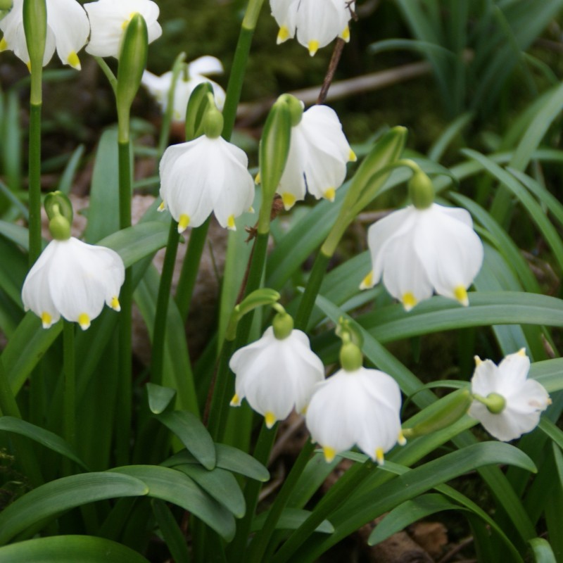 Leucojum vernum
