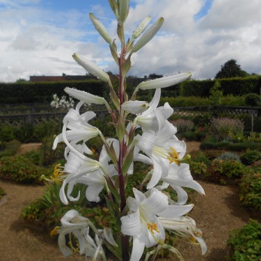Lilium candidum