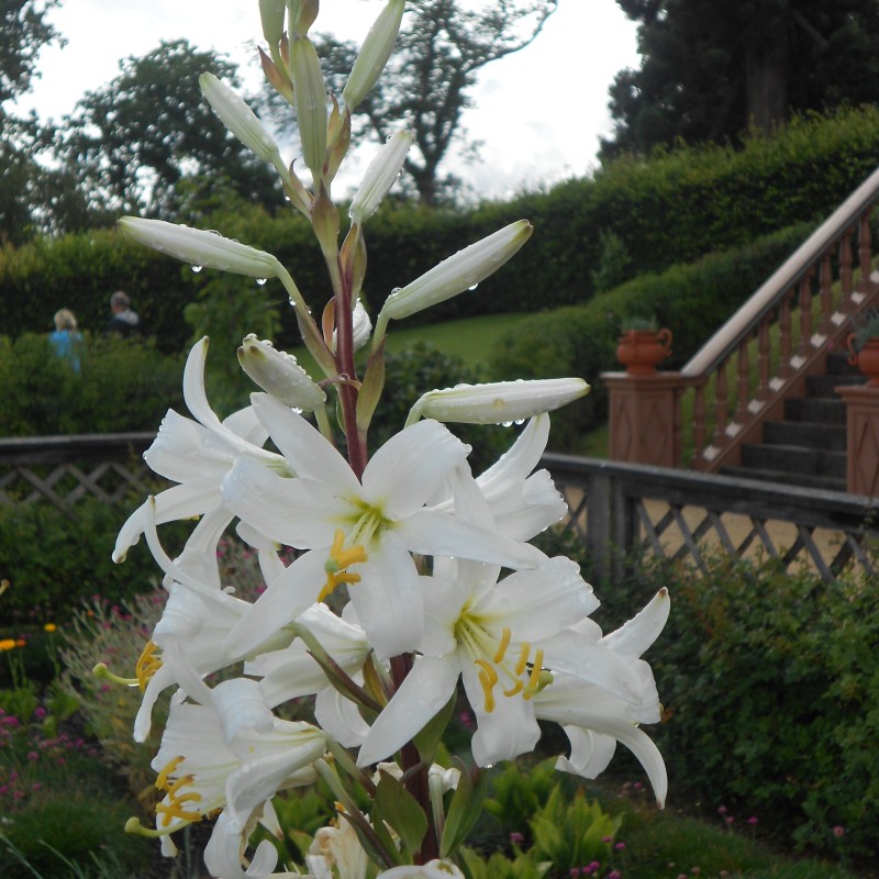 Lilium candidum