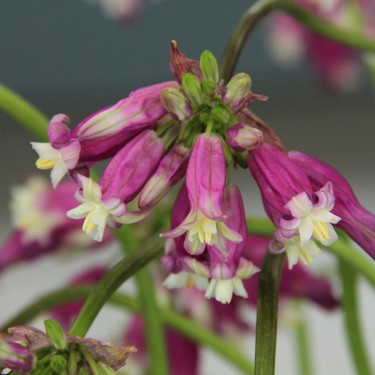 Dichelostemma 'Pink Diamond'