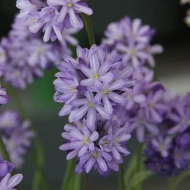 Dichelostemma congestum