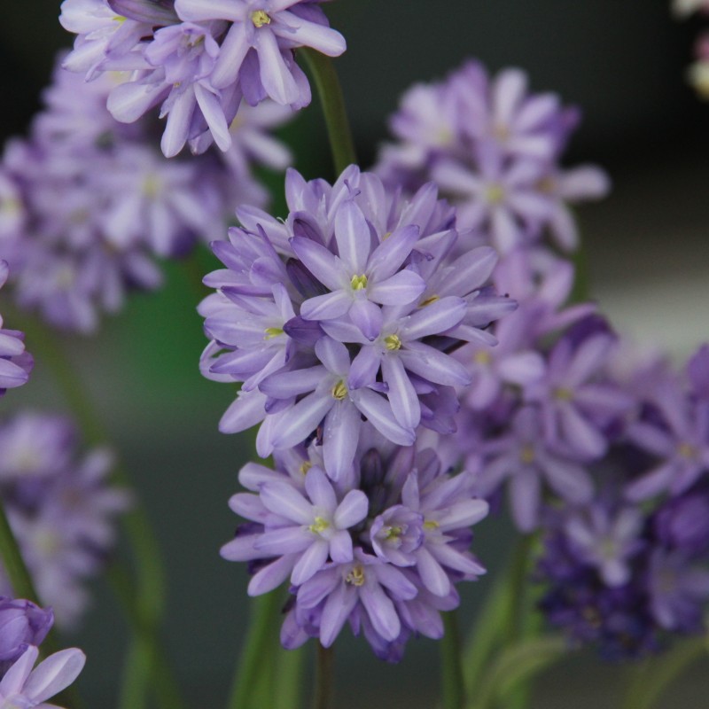 Dichelostemma congestum