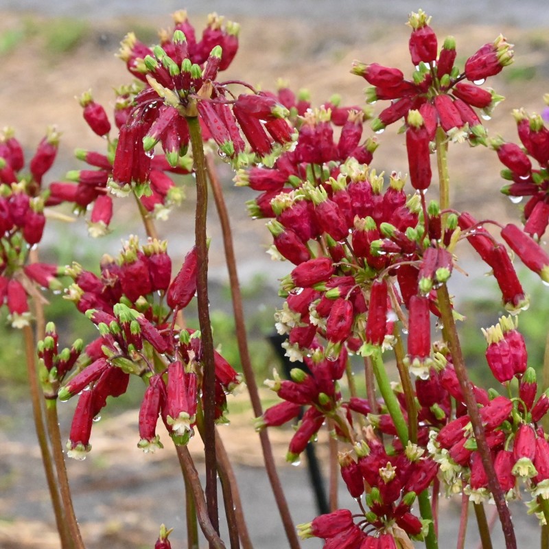 Dichelostemma ida-maia
