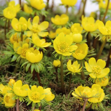 Eranthis cilicica